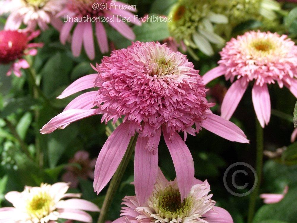 Photo of Coneflower (Echinacea 'Pink Double Delight') uploaded by DaylilySLP