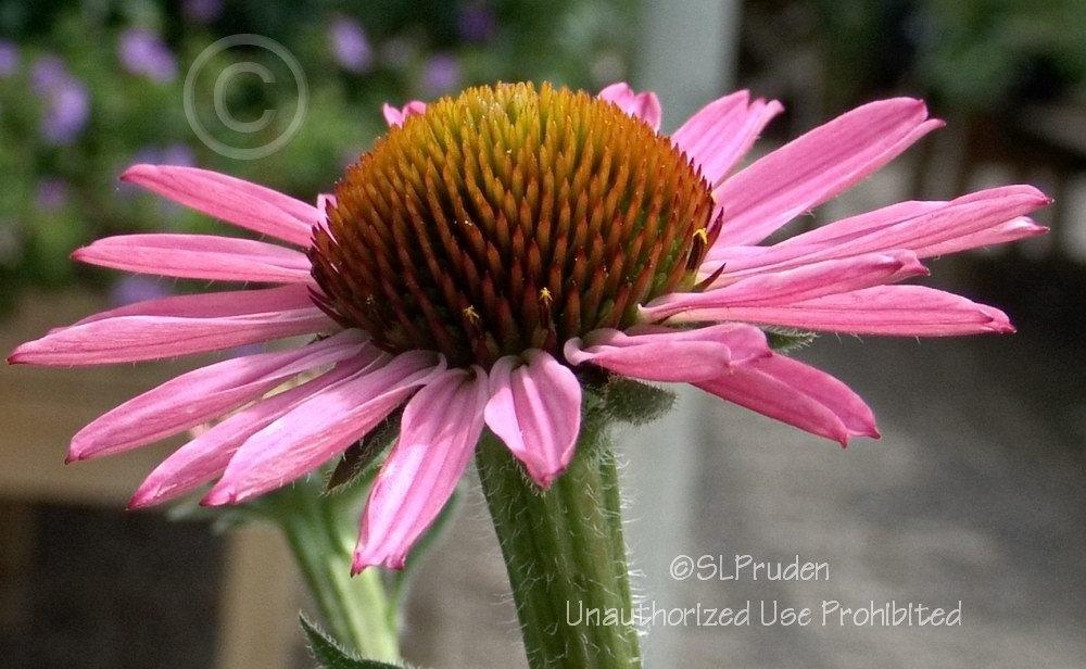 Photo of Coneflower (Echinacea Pixie Meadowbrite) uploaded by DaylilySLP