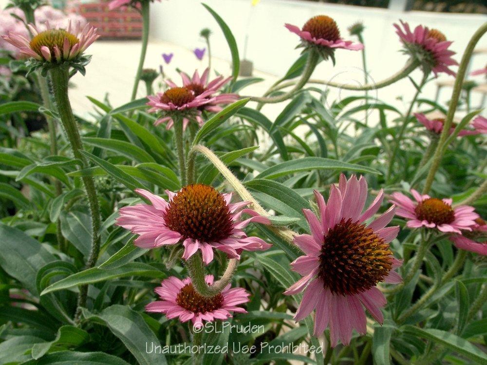 Photo of Coneflower (Echinacea Pixie Meadowbrite) uploaded by DaylilySLP