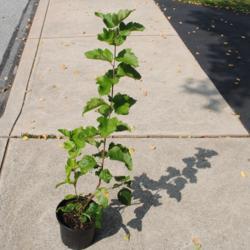 Location: Downingtown, Pennsylvania
Date: 2019-08-17
sapling in second season from little potted plant