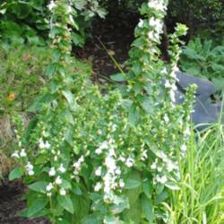 Location: West Chester, Pennsylvania
Date: 2013-08-12
white blooms on plants that appeared in a big pot