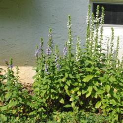 Location: Downingtown, Pennsylvania
Date: 2019-08-17
patch of white & blue flowering plants