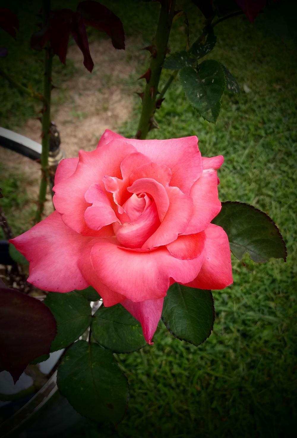 Photo of Rose (Rosa 'Touch of Class') uploaded by JayZeke