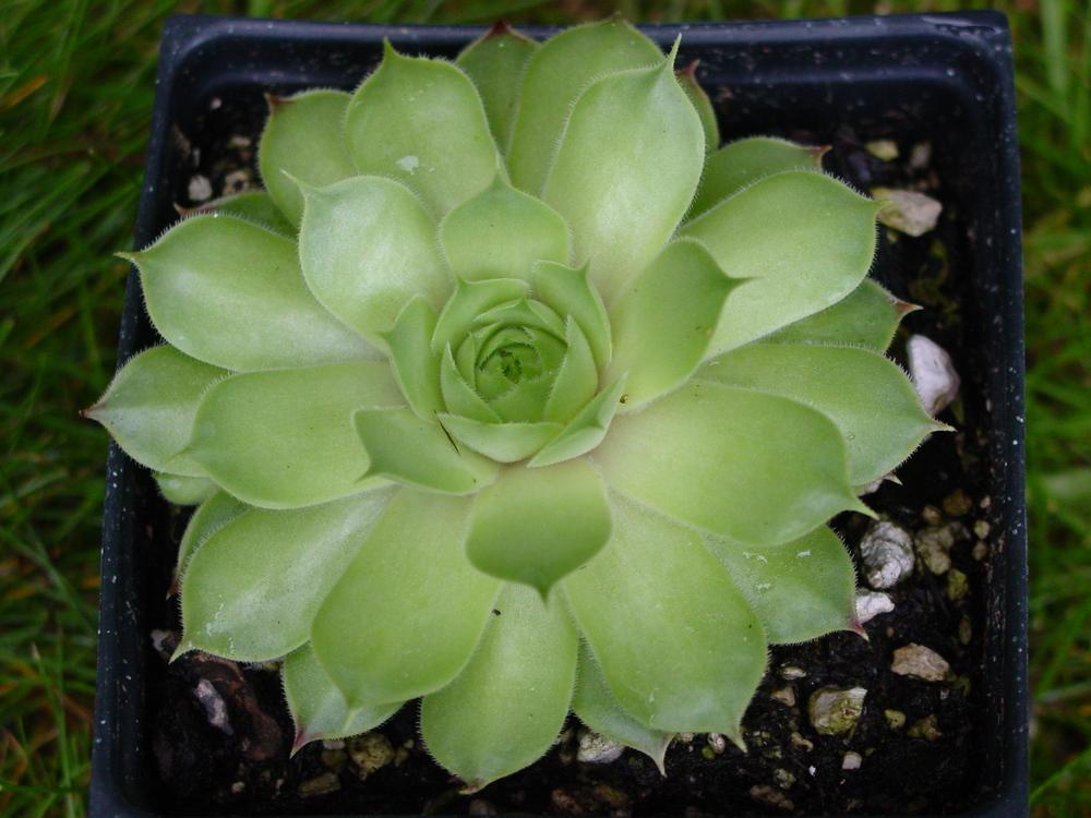 Photo of Hen-and-Chickens (Sempervivum calcareum 'Limelight') uploaded by MaryDurtschi