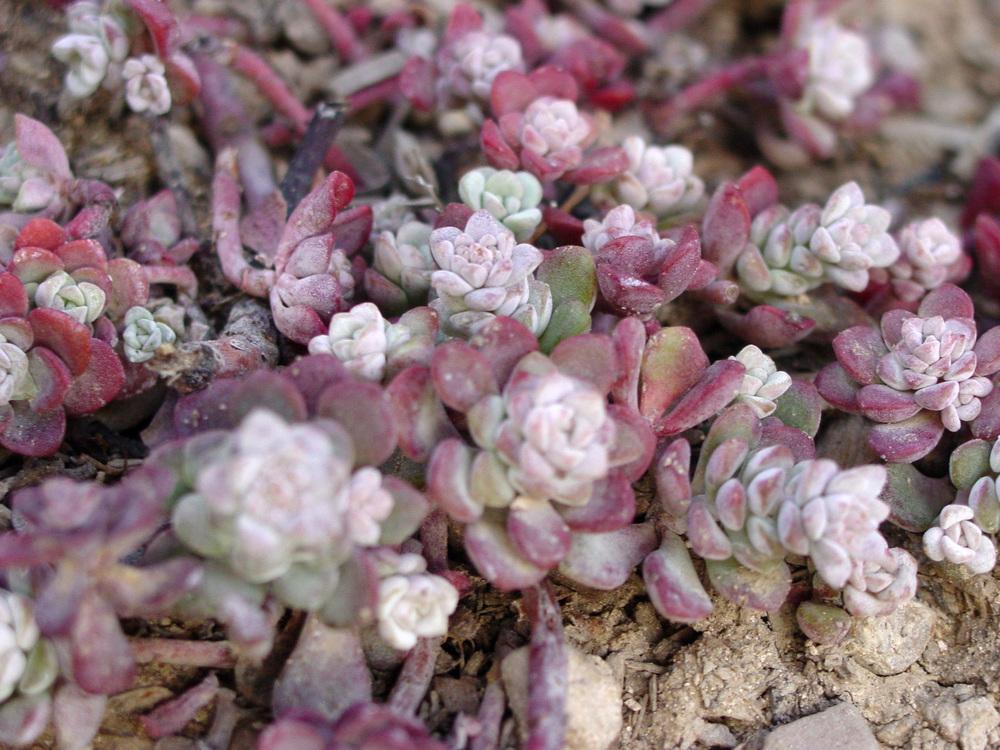 Photo of Stonecrop (Sedum spathulifolium subsp. pruinosum 'Cape Blanco') uploaded by MaryDurtschi
