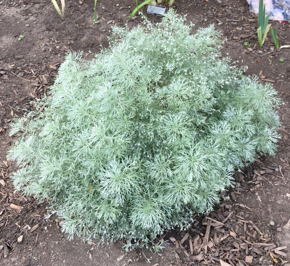Photo of Silvermound Artemisia (Artemisia schmidtiana 'Silver Mound') uploaded by MaryDurtschi