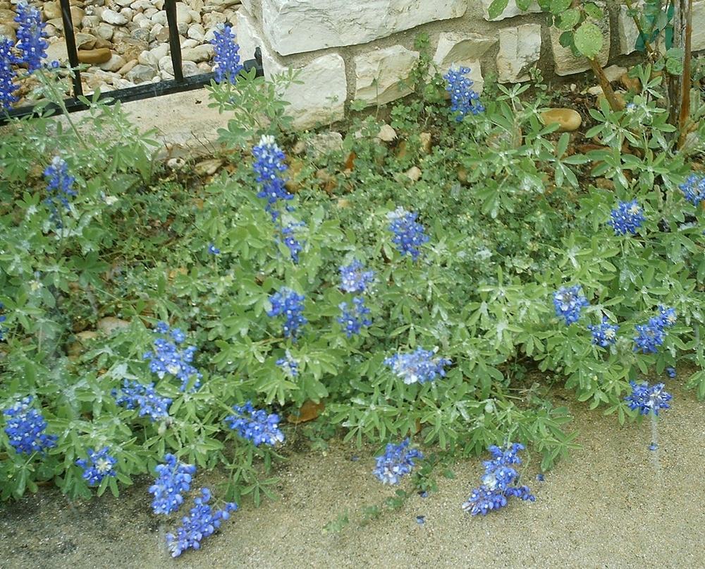 Photo of Texas Bluebonnet (Lupinus texensis) uploaded by Peggy8b