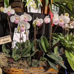 Location: Santa Barbara International Orchid Show, California
Date: 2019-03-15
Part of the Huntington display.