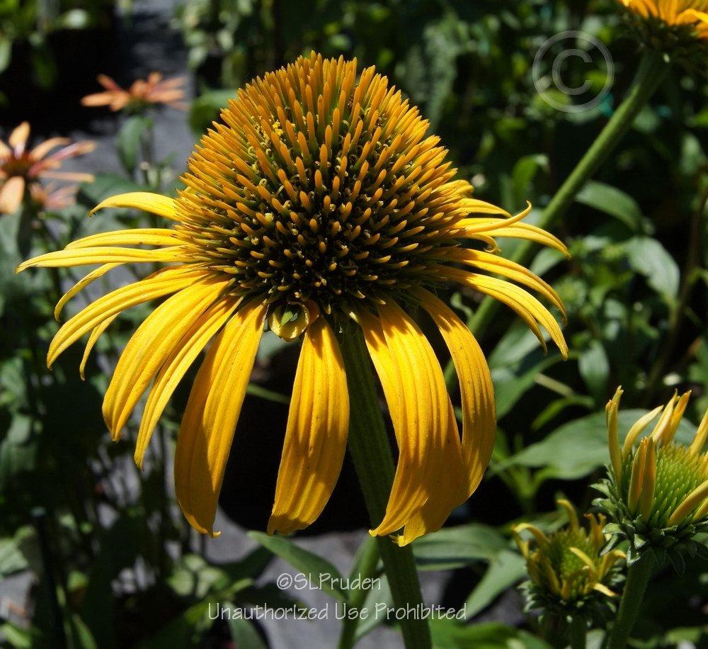 Photo of Coneflower (Echinacea 'Now Cheesier') uploaded by DaylilySLP