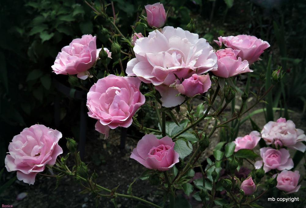 Photo of Shrub Rose (Rosa 'Bonica') uploaded by MargieNY