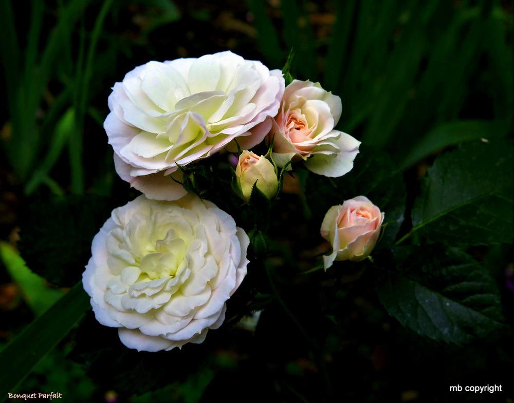 Photo of Rose (Rosa 'Bouquet Parfait') uploaded by MargieNY