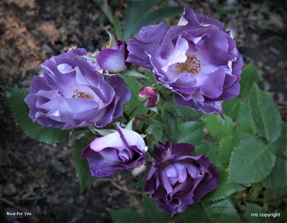 Photo of Floribunda Rose (Rosa 'Blue for You') uploaded by MargieNY