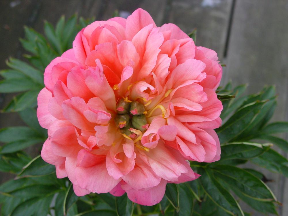 Photo of Peony (Paeonia 'Coral Sunset') uploaded by MaryDurtschi