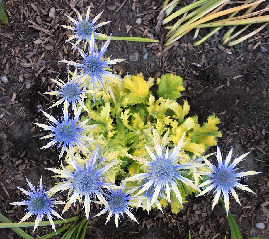 Photo of Sea Holly (Eryngium 'Neptune's Gold') uploaded by MaryDurtschi