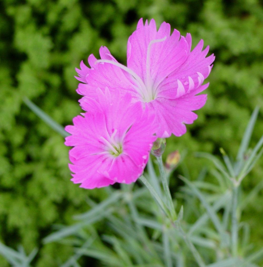 Photo of Cheddar Pink (Dianthus gratianopolitanus 'Feuerhexe') uploaded by MaryDurtschi