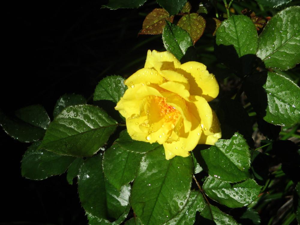 Photo of Rose (Rosa 'Sun Flare') uploaded by Peggy8b