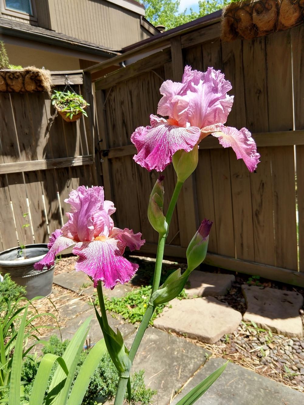 Photo of Tall Bearded Iris (Iris 'Anything Goes') uploaded by Pug933