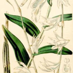 
Date: c. 1842
illustration by W. Fitch from 'Curtis's Botanical Magazine', 1842