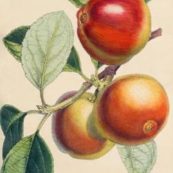 
Date: c. 1863
illustration from 'Florist and Pomologist', 1863