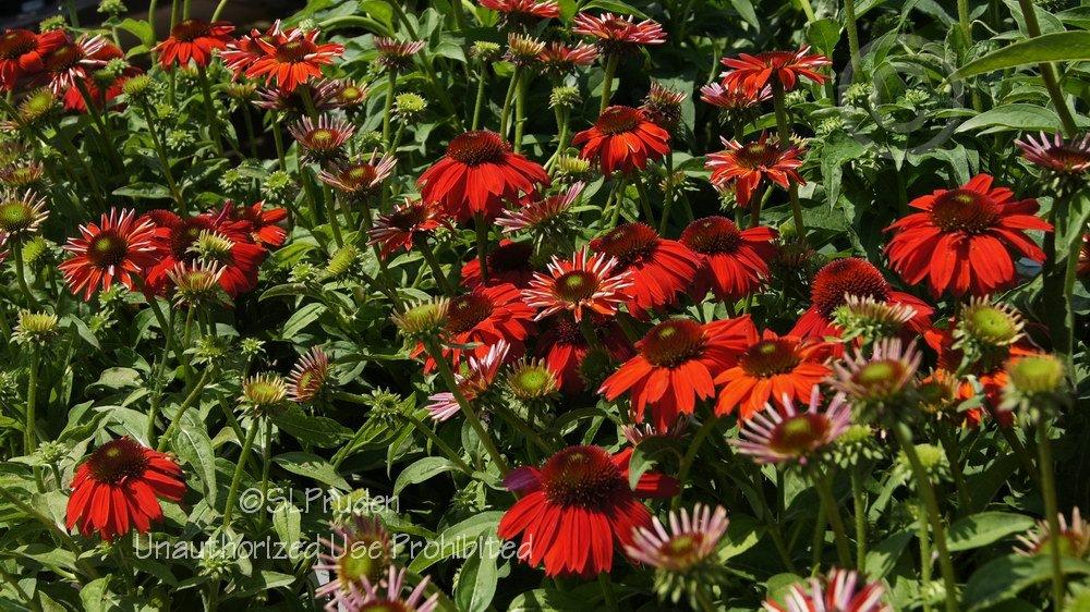 Photo of Coneflower (Echinacea Sombrero® Salsa Red) uploaded by DaylilySLP