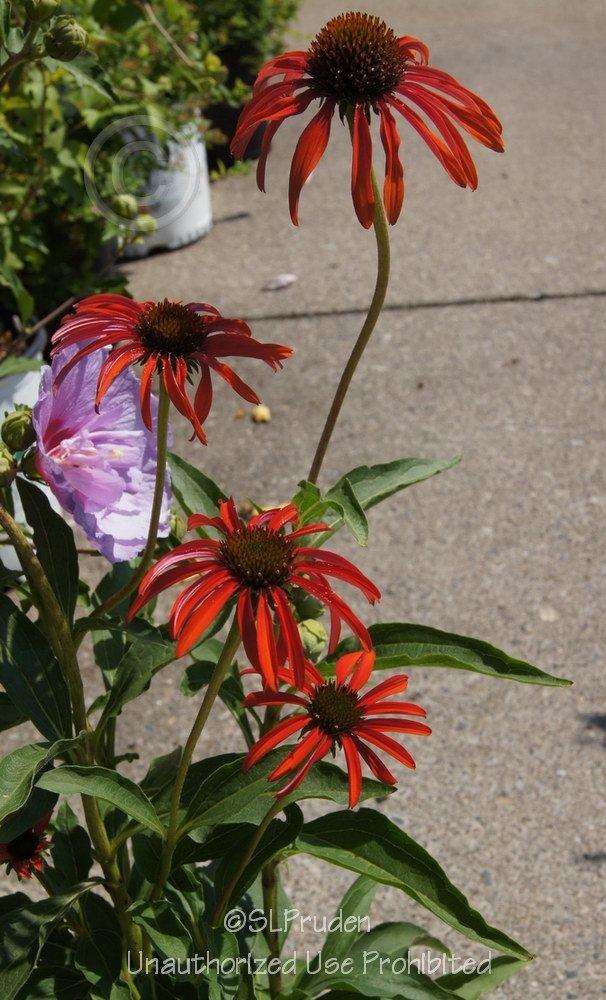 Photo of Coneflower (Echinacea 'Tomato Soup') uploaded by DaylilySLP