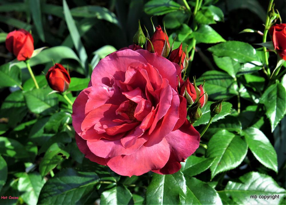 Photo of Rose (Rosa 'Hot Cocoa') uploaded by MargieNY