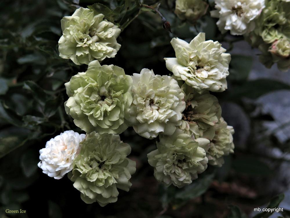 Photo of Rose (Rosa 'Green Ice') uploaded by MargieNY