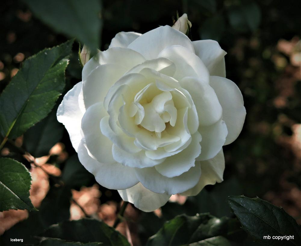 Photo of Rose (Rosa 'Iceberg') uploaded by MargieNY