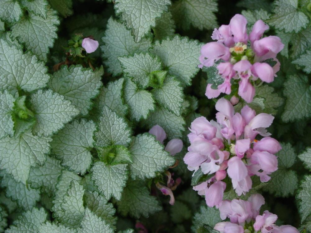 Photo of Spotted Dead Nettle (Lamium maculatum 'Pink Pewter') uploaded by MaryDurtschi