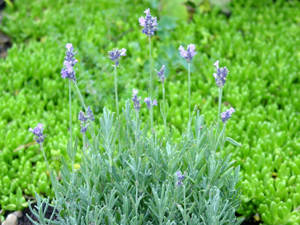 Photo of English Lavender (Lavandula angustifolia 'Hidcote') uploaded by MaryDurtschi