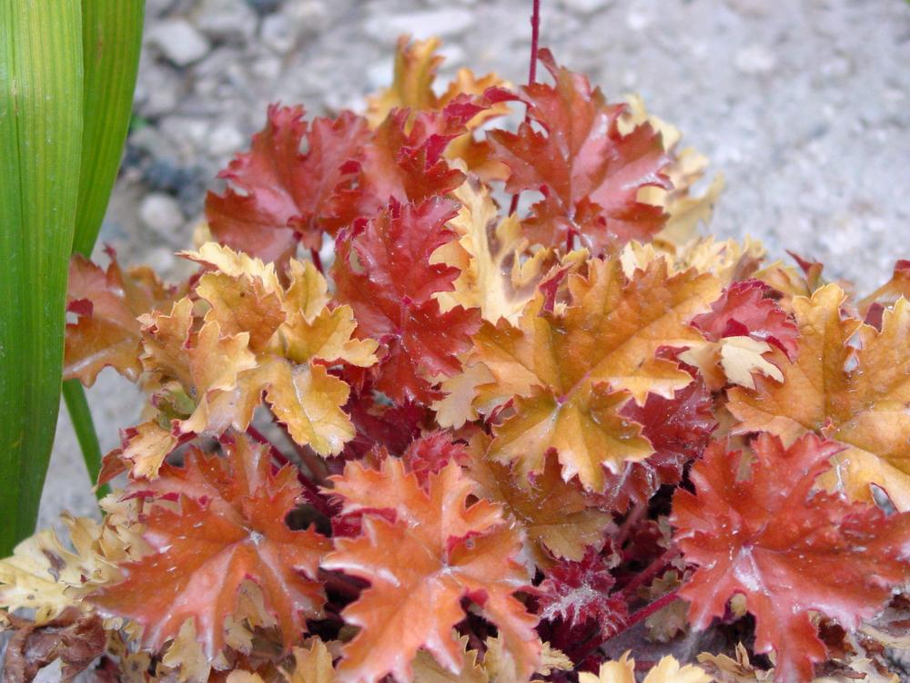 Photo of Coral Bells (Heuchera 'Amber Waves') uploaded by MaryDurtschi