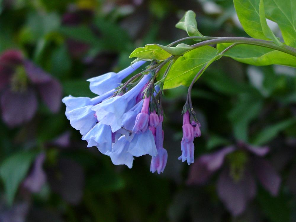Photo of Virginia Bluebells (Mertensia virginica) uploaded by MaryDurtschi