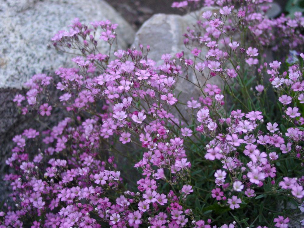 Photo of Creeping Baby's Breath (Gypsophila repens 'Rosea') uploaded by MaryDurtschi