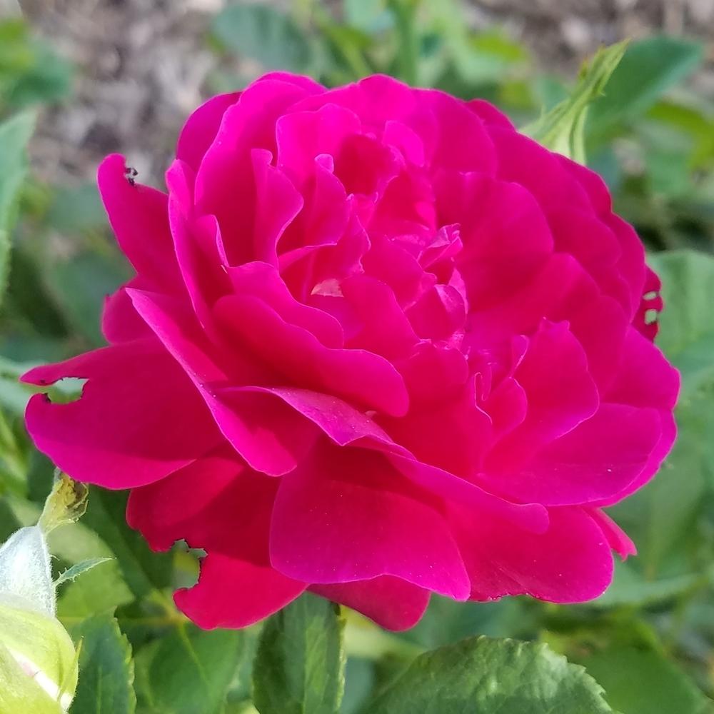 Photo of Rose (Rosa 'Twilight Zone') uploaded by OrganicJen