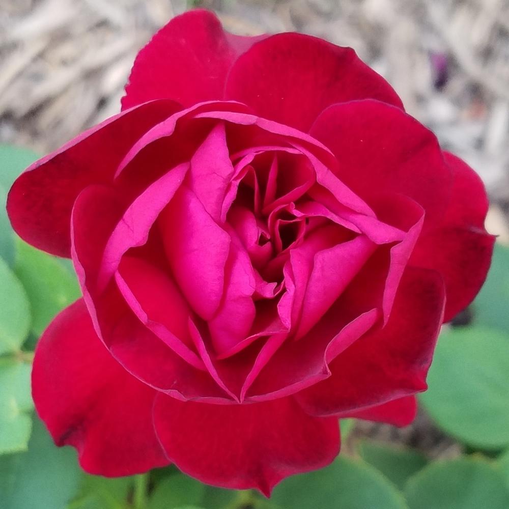 Photo of Rose (Rosa 'Francis Dubreuil') uploaded by OrganicJen