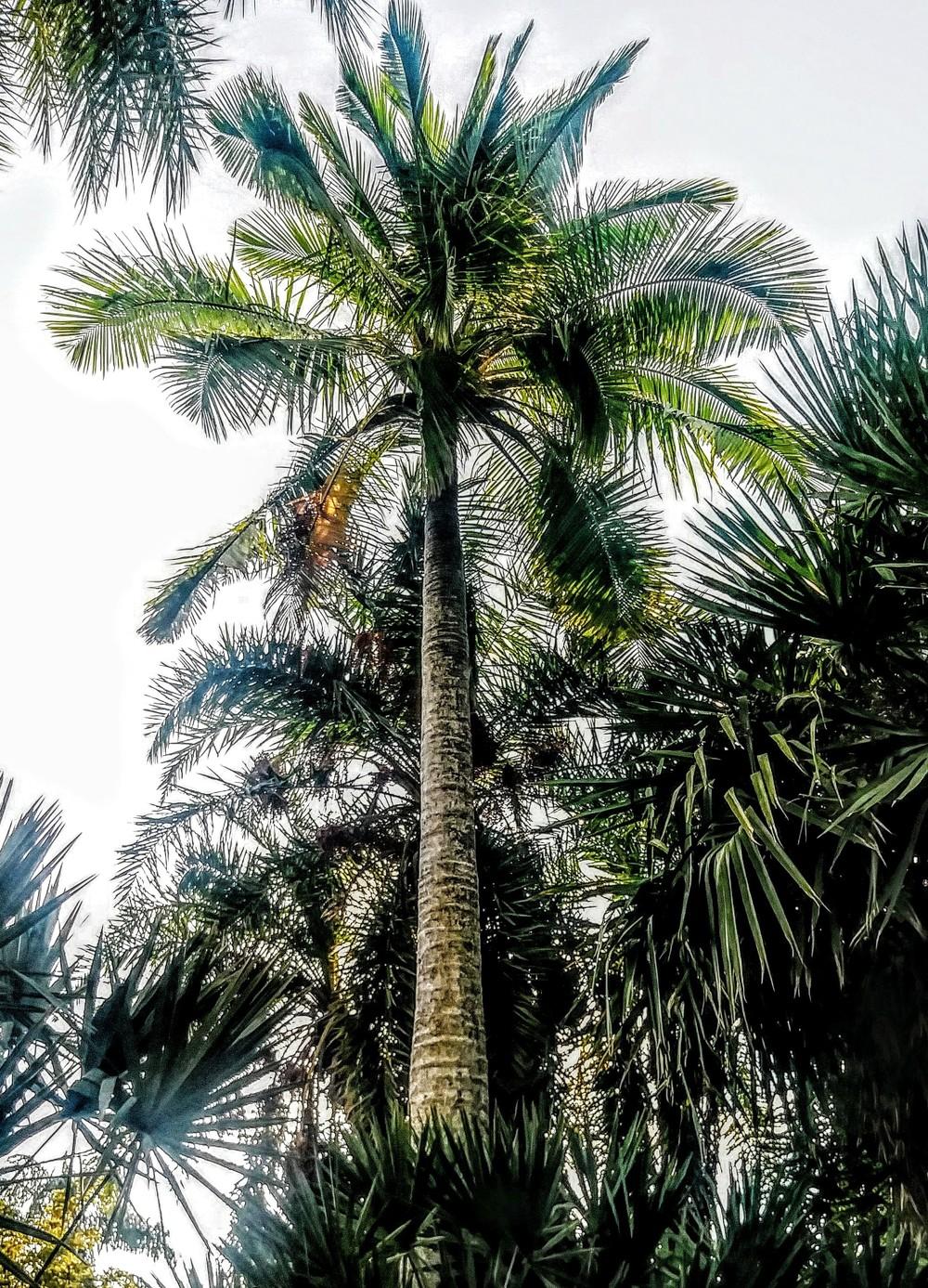 Photo of Majesty Palm (Ravenea rivularis) uploaded by ScotTi