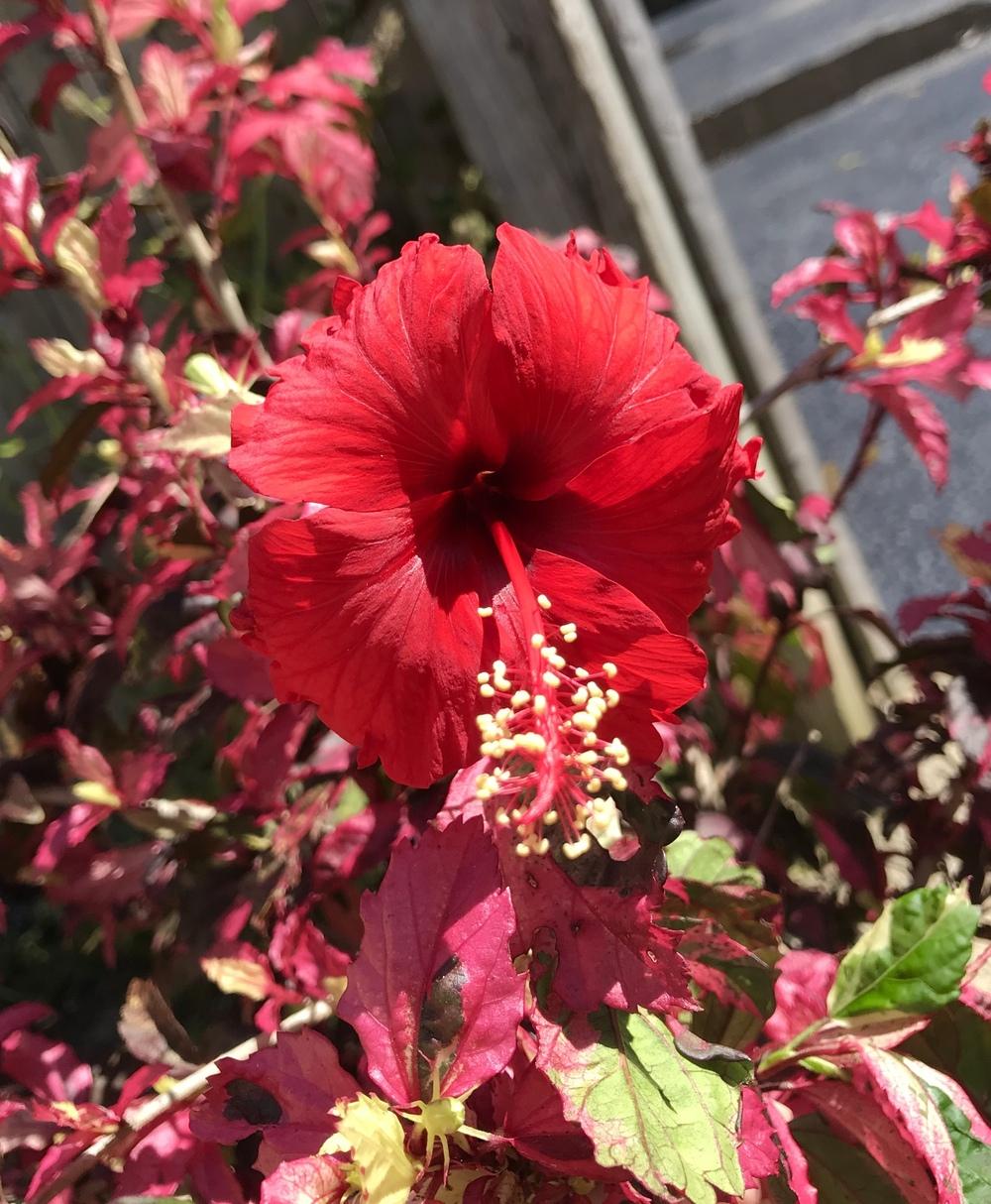 Photo of Tropical Hibiscus (Hibiscus rosa-sinensis 'Red Hot') uploaded by keithp2012