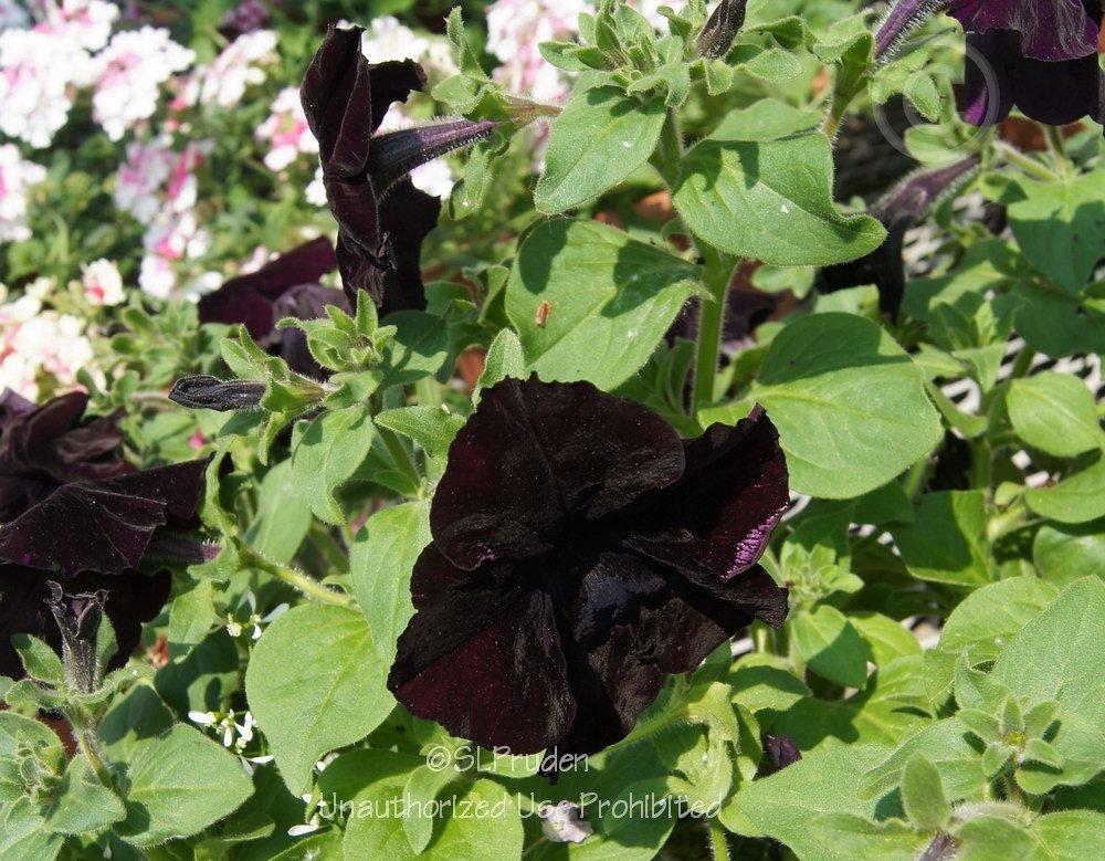 Photo of Grandiflora Petunia (Petunia Sophistica® Blackberry) uploaded by DaylilySLP