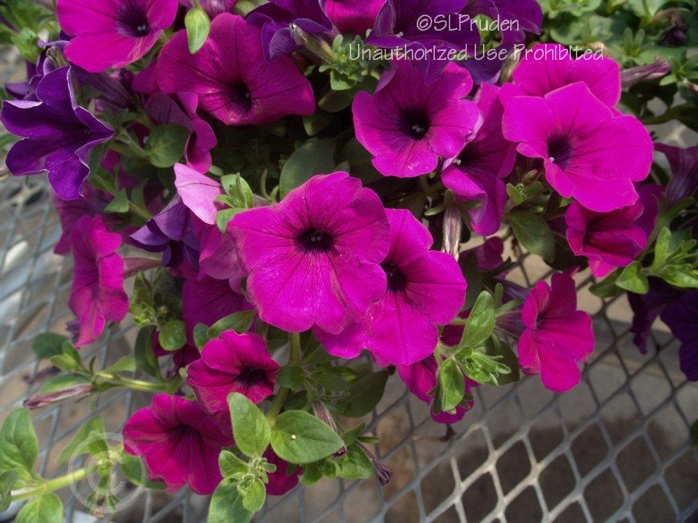 Photo of Multiflora Spreading/Trailing Petunia (Petunia Wave® Purple Classic) uploaded by DaylilySLP