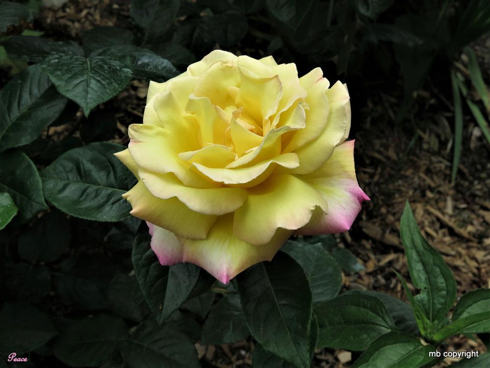 Photo of Hybrid Tea Rose (Rosa 'Peace') uploaded by MargieNY