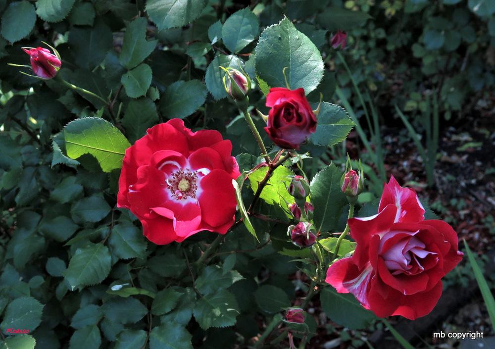 Photo of Floribunda Rose (Rosa 'Picasso') uploaded by MargieNY