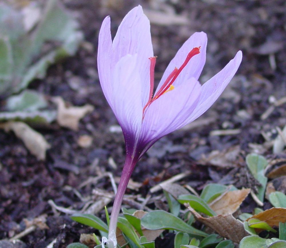 Photo of Saffron Crocus (Crocus sativus) uploaded by MaryDurtschi