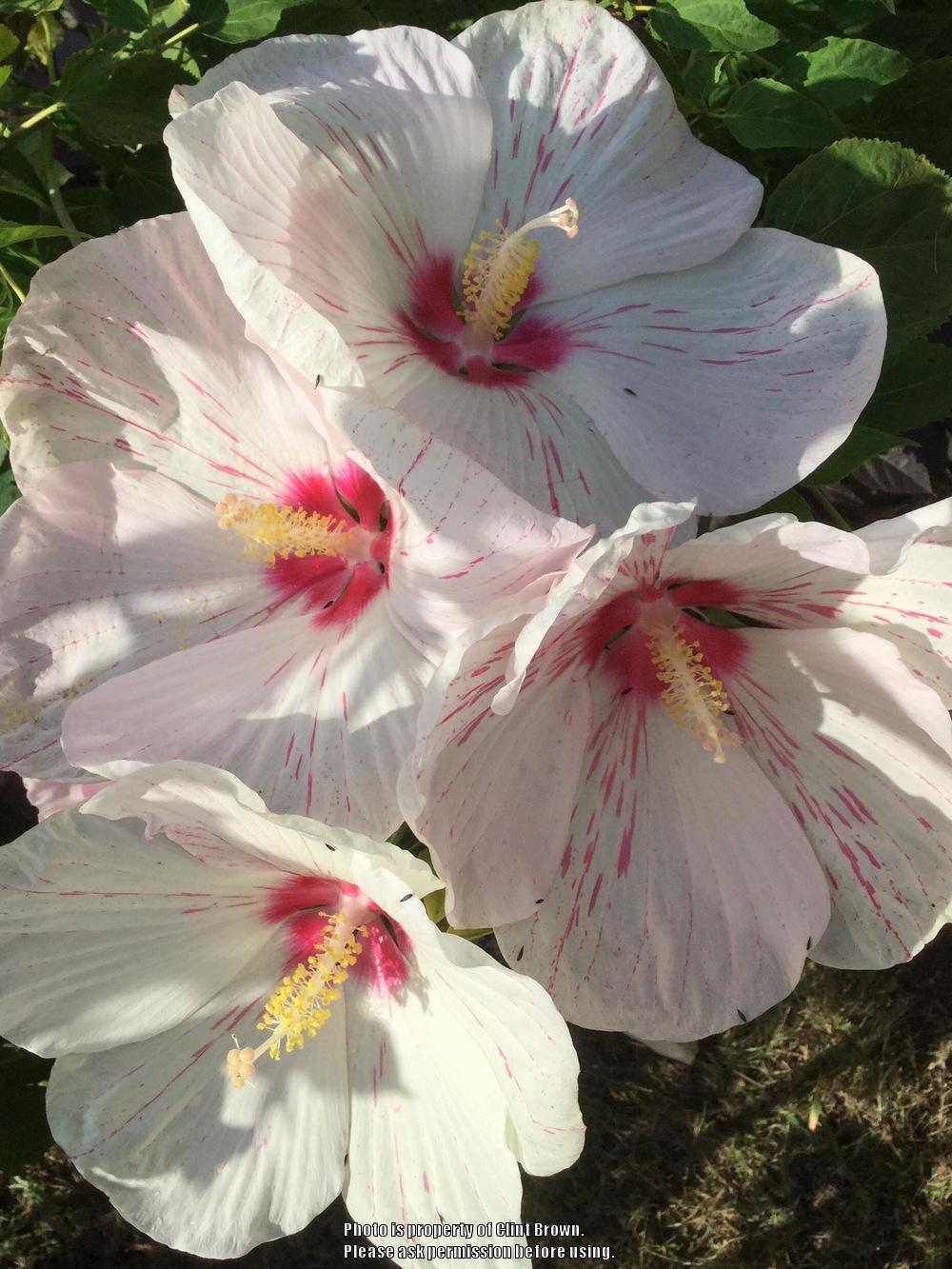 Photo of Hybrid Hardy Hibiscus (Hibiscus 'Peppermint Flare') uploaded by clintbrown