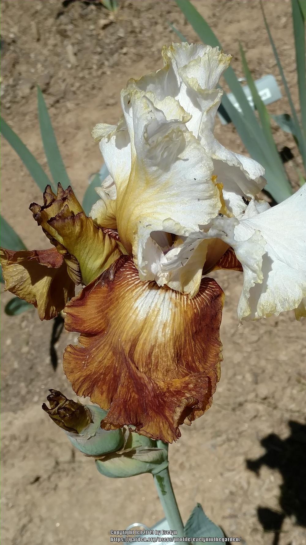 Photo of Tall Bearded Iris (Iris 'Milk in My Coffee') uploaded by evelyninthegarden