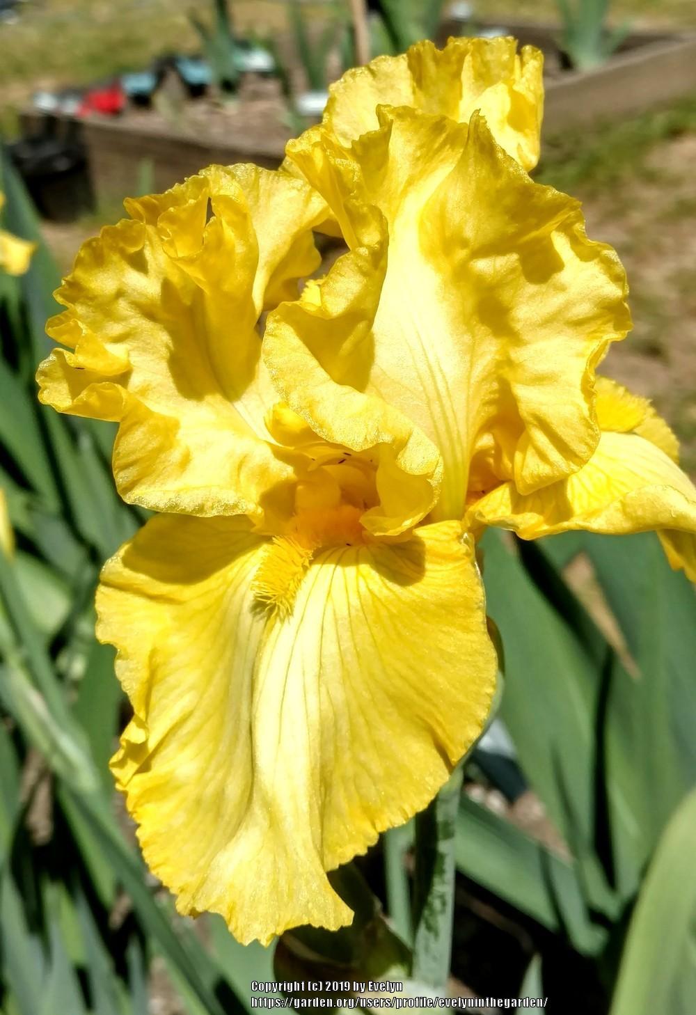 Photo of Tall Bearded Iris (Iris 'Luminosity') uploaded by evelyninthegarden