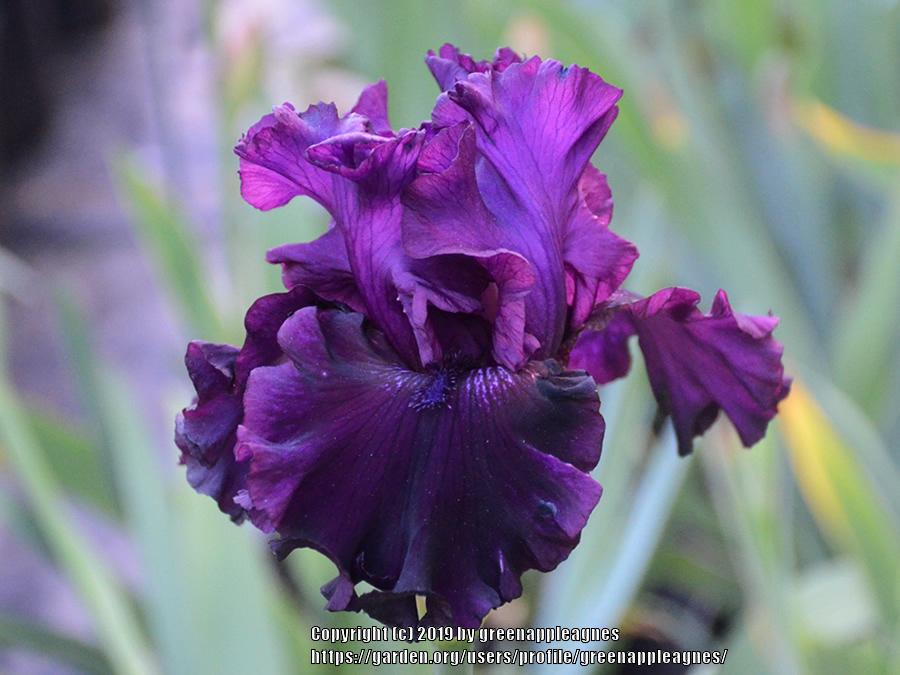 Photo of Tall Bearded Iris (Iris 'Purple Punch') uploaded by greenappleagnes