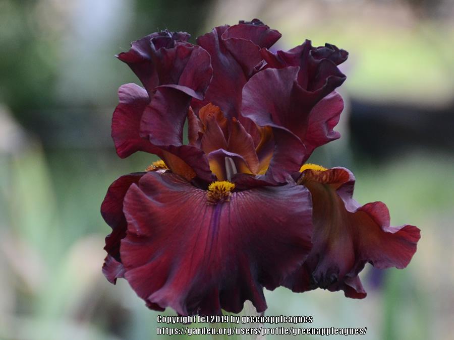 Photo of Tall Bearded Iris (Iris 'Grateful Red') uploaded by greenappleagnes
