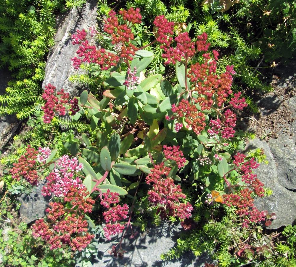 Photo of Stonecrop (Hylotelephium spectabile 'Abbeydore') uploaded by lauribob