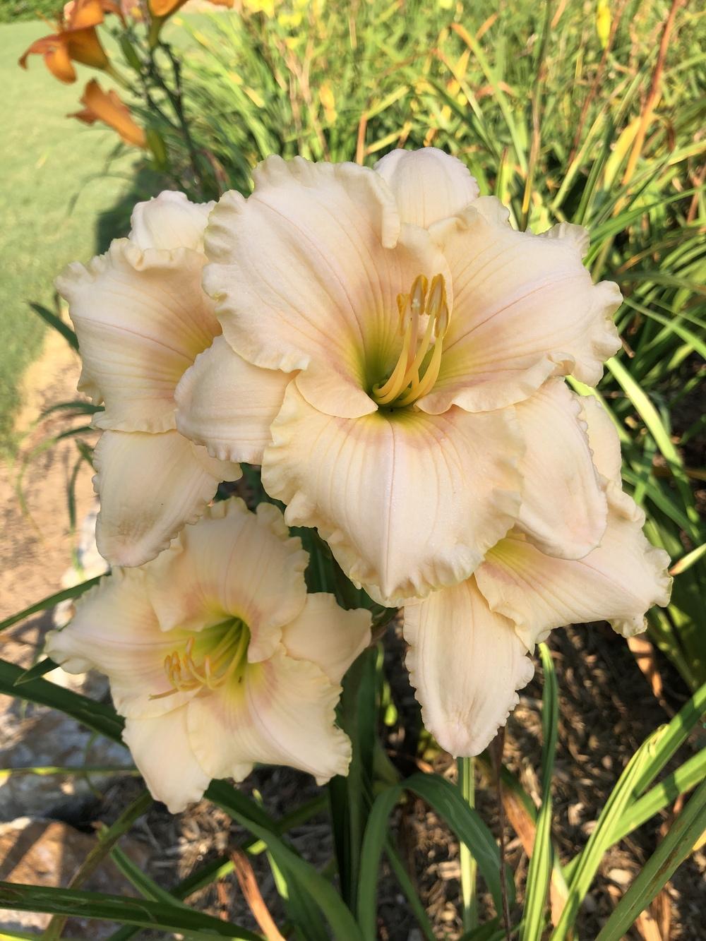 Photo of Daylily (Hemerocallis 'While Angels Sing') uploaded by mlbowman45