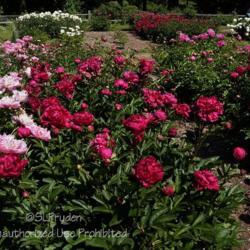 Location: Heirloom Peony Garden, Nichols Arboretum, Ann Arbor, MI
Date: 2011-06-06